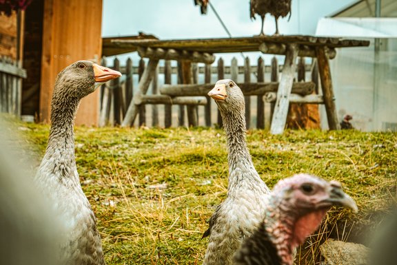 Domesticated geese